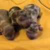 Merle Pomeranian Puppies