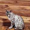 Adult snow bengal male