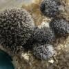 Baby hedgehogs just about ready to go