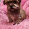 Morky puppy available