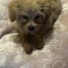 Beautiful Maltipoo puppies for sale