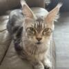 Maine coon Silver grey female European 2 years old very high quality NOT REGISTERED