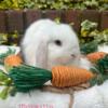 Holland Lop Baby Rabbits