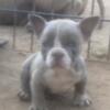AMERICAN BULLY MICRO/EXOTIC PUPPIES