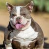 Adult female exotic bully
