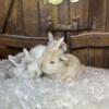 Baby Bunny Rabbits! March Litters! Easter! Holland Lops Mini Lops Netherland Dwarf