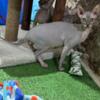 Sphynx kittens  looking for a new home