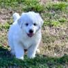 Great Pyrenees Puppies/all girls