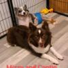 ASDR TOY AUSSIES PUPS