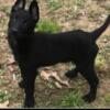 Belgian Malinois puppies full blooded only 1 male and 1 female Left  11 weeks old