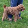 5 year old mini poodle male