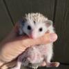 Great Lakes Hedgehogs