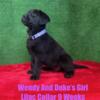 AKC Female Black Labrador Puppy