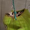 Sugar gliders for sell