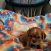 Akc cavalier King Charles puppies