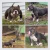 American bully pocket bully Big red grandson open for STUD