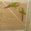 High red pineapple conure  pair