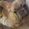 SABLE FAWN FRENCH BULLDOG READY FOR HER FOREVER HOME