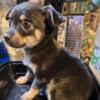 Tiny Chihuahua Girl Puppy