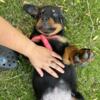 Rottweiler puppies need a good home