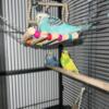 4 beautiful healthy young parakeets