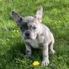 ~ Blue Merle Female Frenchton ~ in Michigan