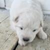 Samoyed puppies champion bloodline