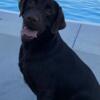CHOCOLATE LAB for Sale