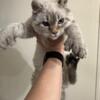 TICA Highlander Kitten Reduced Greatly