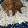 Mini Poodles looking for their forever home