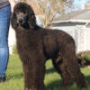 AKC Genuine Standard Poodle Puppy Dog Male Silver Family Raised Dozen Champion Lines For Sale In Florida