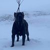 *sold* AKC and ICCF Cane Corso puppies
