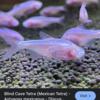Mexican albino blind cave fish