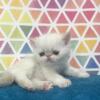 kittens for sale new jersey 
