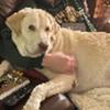Labrador Retriever Stud service looking for female poodle
