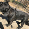 Cane Corso Puppies Black and Brindle 6 left 15 weeks old with papers