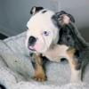 3 month old AKC registered English bulldog puppies !