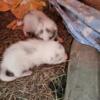 Red Fox Kits For Sale. Born 3/18/24