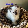 Ragdoll kittens available for adoption in Minnesota
