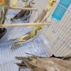 cockatiel for sale wholesale  60. Regulars. Lutino.white face.