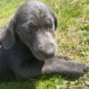 labrador female charcoal (dark gray) AKC READY TO GO HOME NOW SALE MUST MAKE ROOM