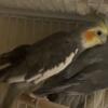 Male Cockatiel open to trades for other birds