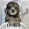 Cute AKC/UABR Toy Poodle Puppies Ready To Go Indiana!