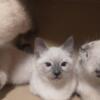 Siamese kittens available