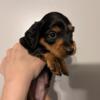 Miniature dachshund puppies