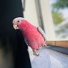 Rose breasted cockatoo Galah