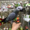 Affectionate Talking Congo African Grey Parrot Available
