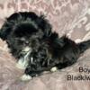 4 Male Shih Tzu Puppies Ready Now