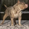 American bully for stud
