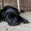 Cane Corso Puppies for sale (AKC/ICCF)